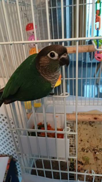 Blue conure
