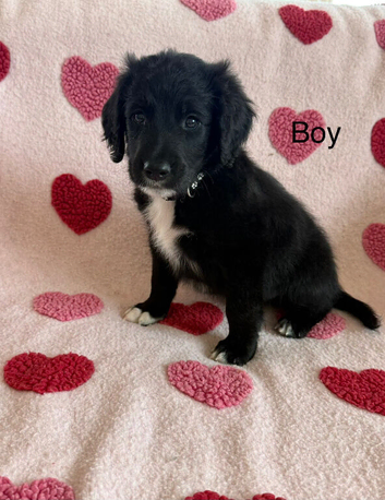 Beautiful sheepadoodle puppies