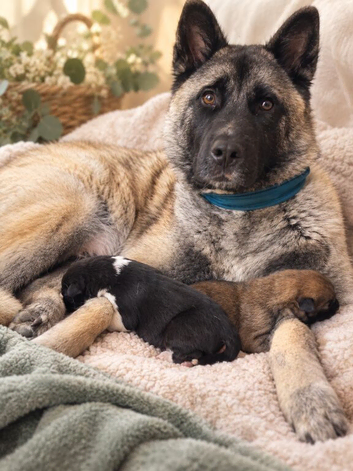 Akita cross pups