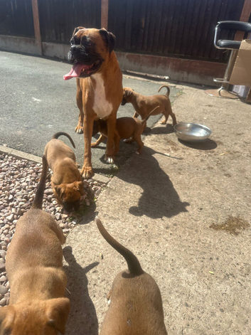 Beautiful boxer puppies