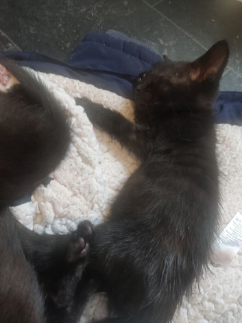 Bengal tortoise shell babies