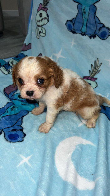 Cavalier puppy