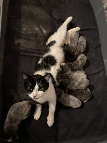 Ragdoll x dsh READY NOW