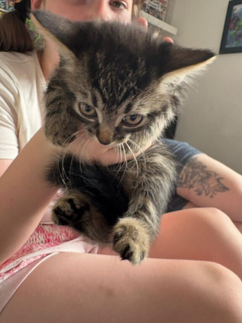 Kittens ready now