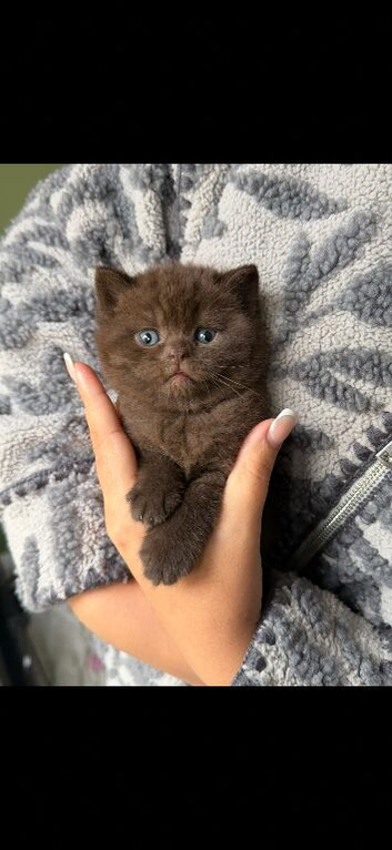 RARE COLOURS SCOTTISH FOLD KITTENS!