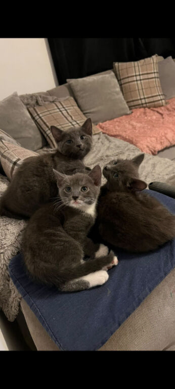 Russian blue cross ragdoll kittens