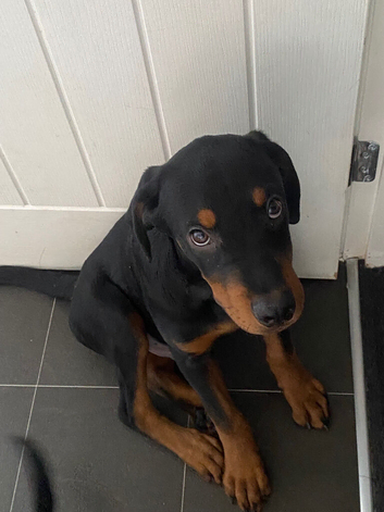 Rottweiler puppy
