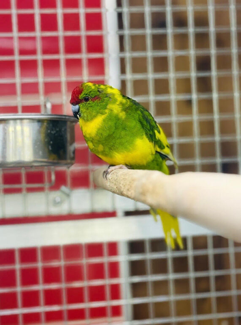 Kakariki parrots