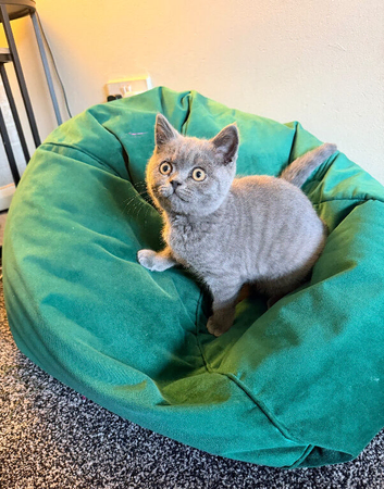 Cheeky British shorthair kitten