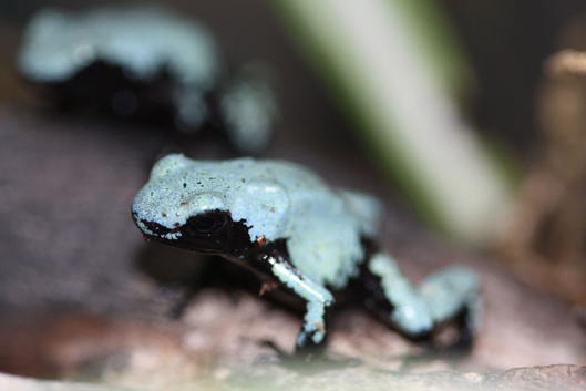 Blue Splashback Frog Babies