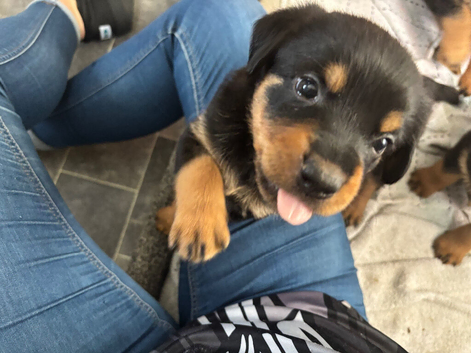Rottweiler x