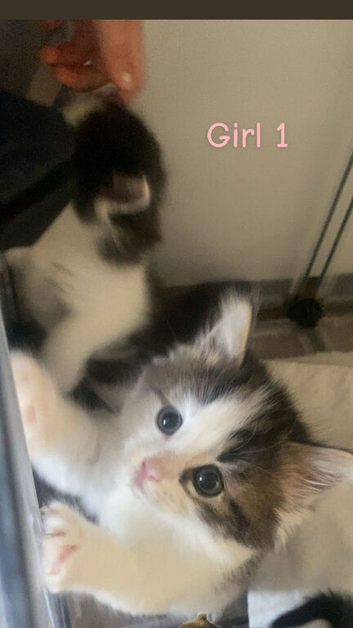 5 beautiful kittens
