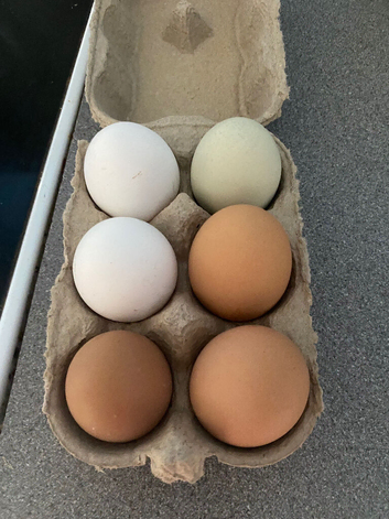 fertilized chicken  eggs