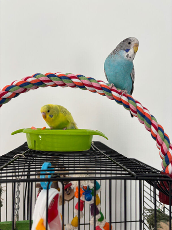 Budgie male and female