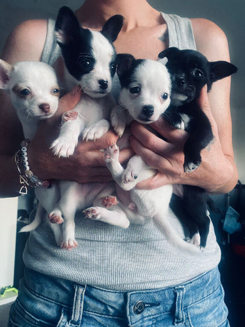 Puppies available soon