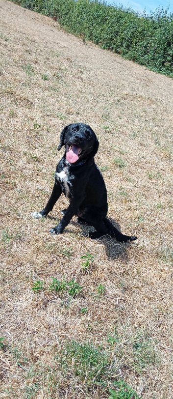 Springador male
