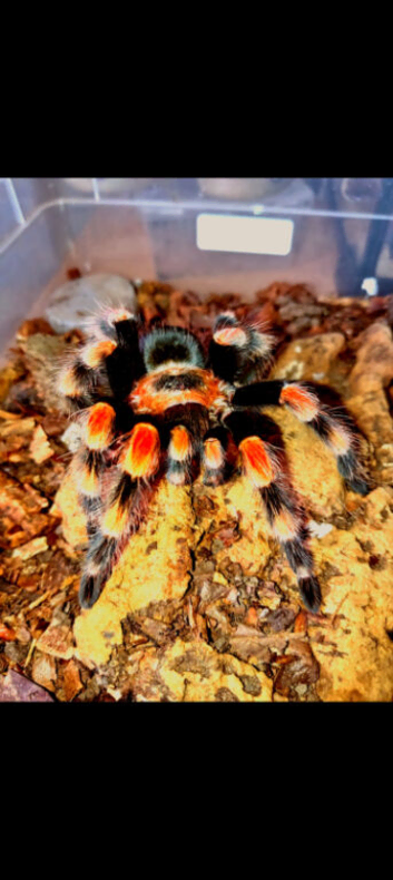 Brachypelma smithi Sub adult unsexed!