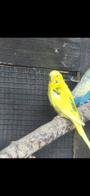 Budgies