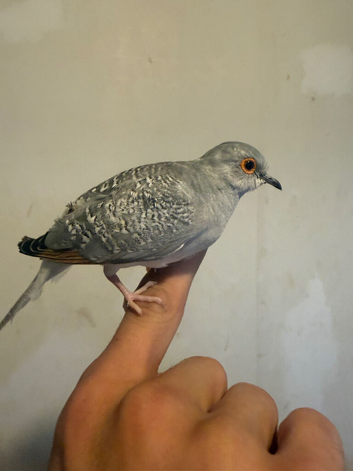 6 Silver Diamond Doves hatched this year