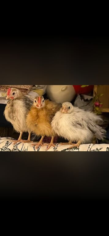 Adorable Silkied Serama hatching eggs
