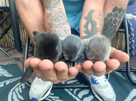 Mini lop rabbits