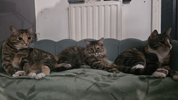 bengal cross cats to be rehomed