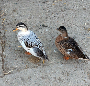 Call ducks female 2026 hatch