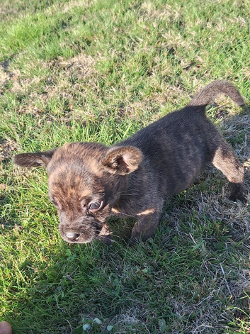ADORABLE chihuahua X Boston terrier