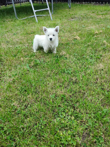 West highland white terrier