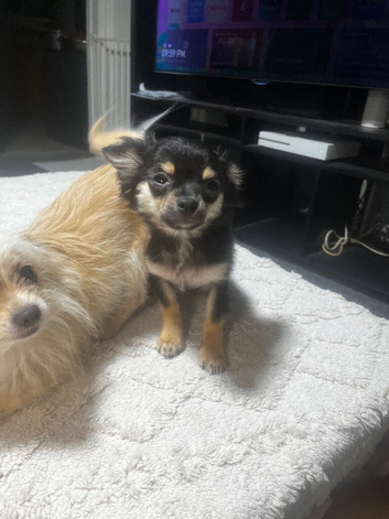4 teacup chihuahua puppies