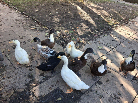 3 Adult khakh campbell + 7 ducklings.
