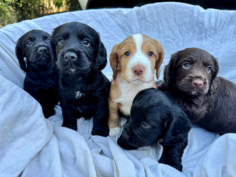 Cocker spaniel puppies