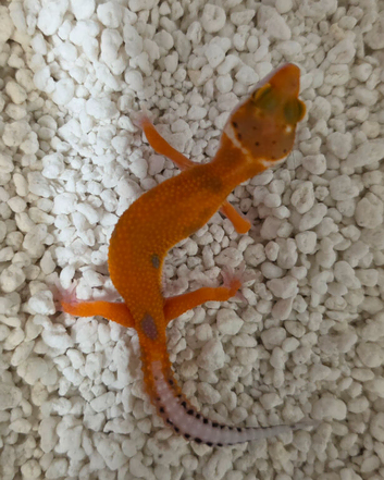 Mixed morph leopard geckos