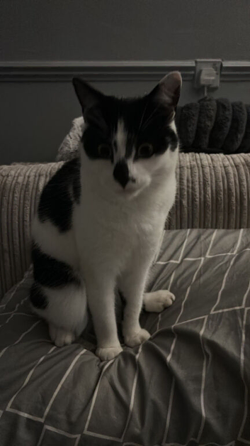 Black white spotty cat