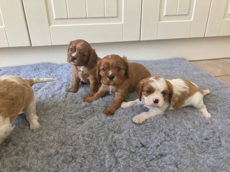 Lovely litter of KC reg blenheim/ruby cavalier pups from health tested parents