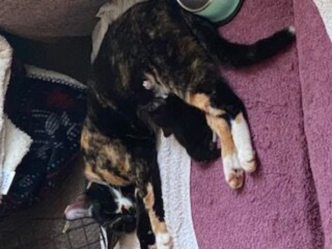 READY FOR THEIR FOREVER HOMES