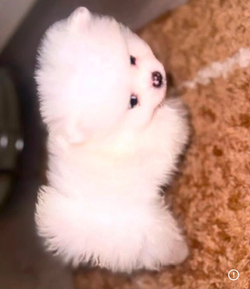 Pomeranians