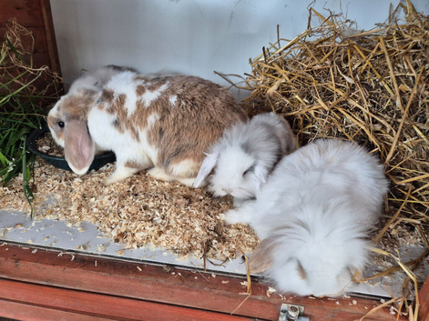 Mini lion lop baby bunnies