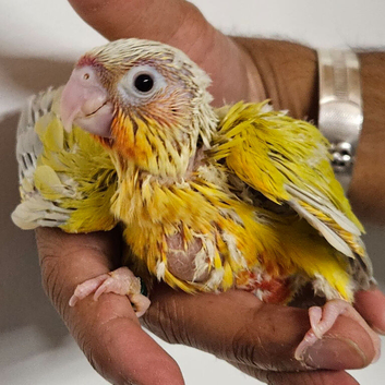 Handreared Turquoise conures