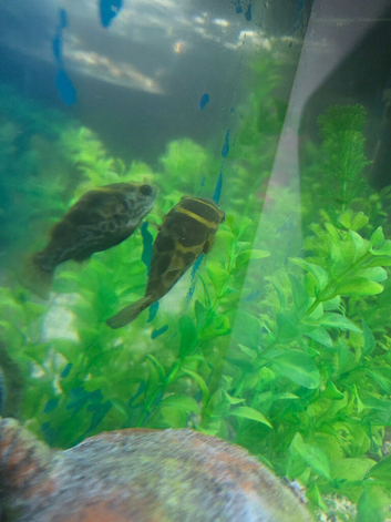 Topax puffer fish