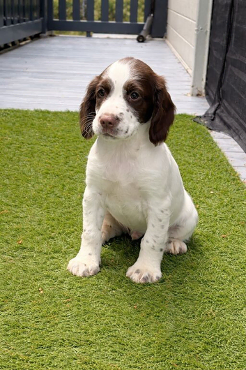 Gorgeous Chunky ESS Boy Pup