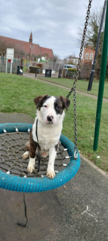 Luna english bull terrier x staff
