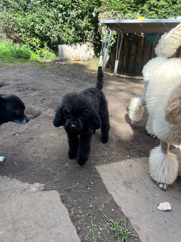 Male Toy Poodle
