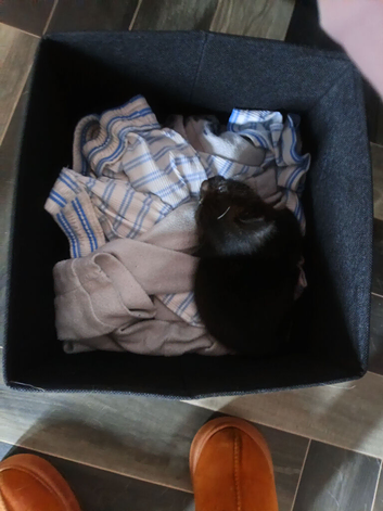 Femail kitten