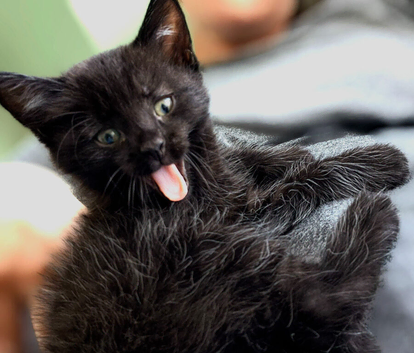 British longhair kittens