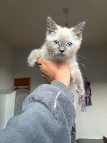 Purebred ragdoll kitten