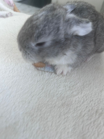 Baby bunnys