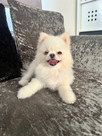 Female pomeranian 2 years old (spayed)