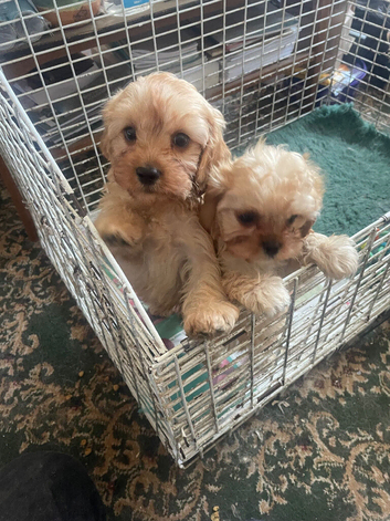 2 apricot Cavapoo puppies