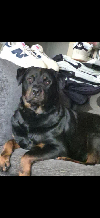 Rottweiler girl